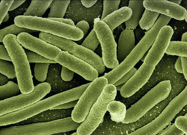 Immune System