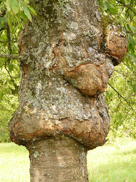 Fungal Infections