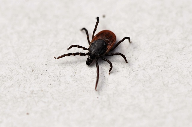 Parasitic Infections