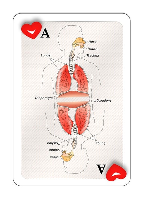 Respiratory Tract