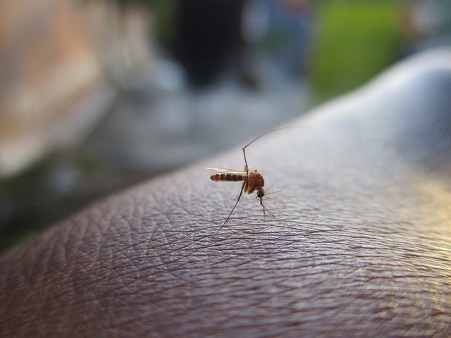 Dengue