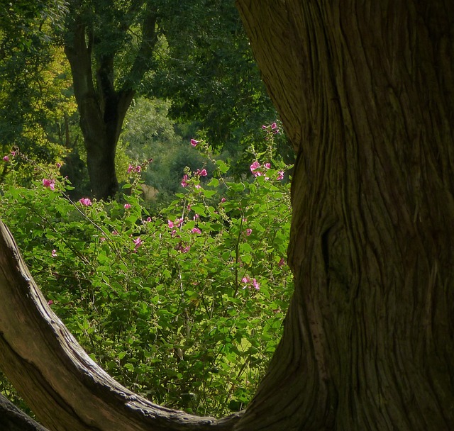 Where bloom